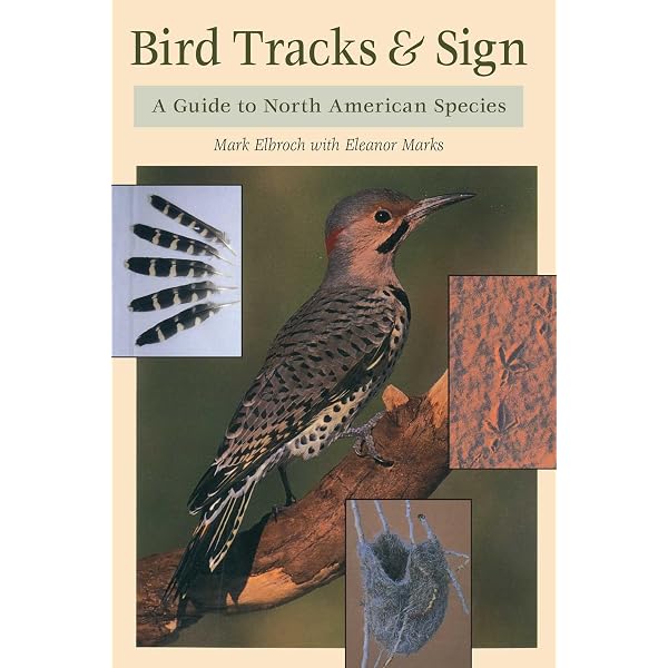 Birds of the Forest: Lansdowne, James Fenwick: 9780884860273